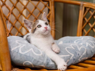 cat_1