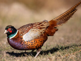 hen_3