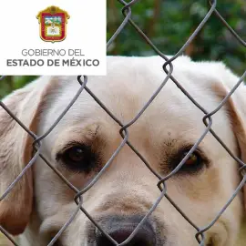 Directorio de Antirrábicos en el Estado de México o EDOMEX Directorio de Antirrábicos en el Estado de México o EDOMEX