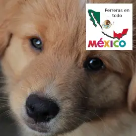 Directorio de Antirrábicos o perreras en todo mexico Directorio de Antirrábicos o perreras en todo mexico
