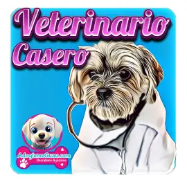 Aplicacion dedicada al tratamiento casero de perros Aplicacion dedicada al tratamiento casero de perros