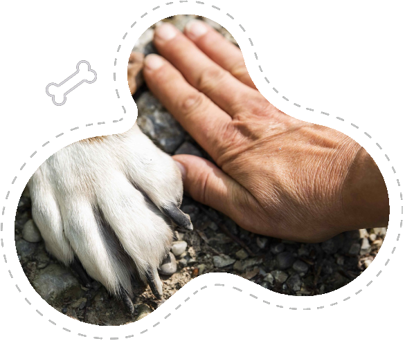 Mano humana y patita de perro como símbolo de conexión
