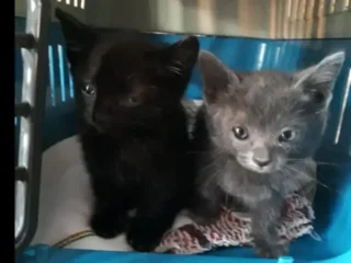 Gatitos-_-En-Adopcion-_-Uno-Gris-otro-Negro-_-Coacalco-EDOMEX