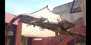 Iguana-Perdida-Valle-Ceylan-Tlalnepantla-EDOMEX-01