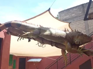 Iguana-Perdida-Valle-Ceylan-Tlalnepantla-EDOMEX-01