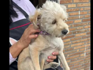 Perrita-Perdida-Mestizo-Bichon-Maltes-San-Juan-de-Aragon-3ra-Seccion-CDMX-01