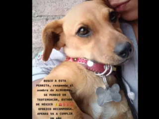 Perrita-Perdida-Mestizo-Chihuahua-Teotihuacan-EDOMEX-01