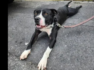 Perrita-Perdida-Mestizo-Pit-Bull-Terrier-Calzada-del-Hueso-Tlalpan-CDMX