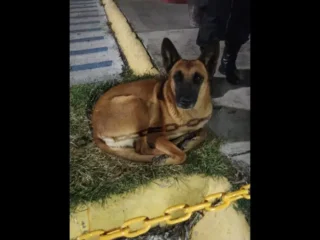 Perrita-Perdida-Pastor-Aleman-Nezahualcoyotl-Plaza-Ciudad-Jardin-EDOMEX-01