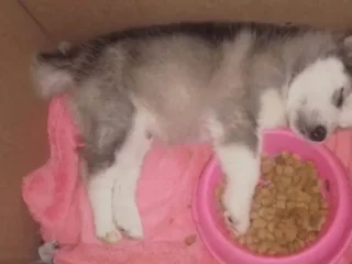 Perrito-Adopcion-Husky-Esta-cieguito-Cuautitlan-Izcalli-EDOMEX