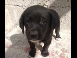 Perrito-Adopcion-Mestizo-Negro-Cuautitlan-Izcalli-EDOMEX-01