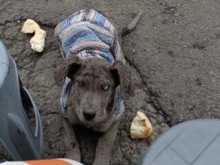 Perrito-Adopcion-–-Perdido-Lousiana-Catahoula-Leopard-Cuautitlan-Izcalli-EDOMEX-01