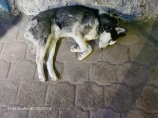 Perrito-Perdido-Husky-Nezahualcoyotl-EDOMEX-01