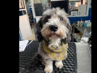 Perrito-Perdido-Maltes-Atlanta-Cuautitlan-Izcalli-EDOMEX-02
