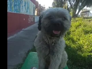 Perrito-Perdido-Mestiza-Blanca-Con-Cafe-Cuautitlan-Izcalli-EDOMEX-01