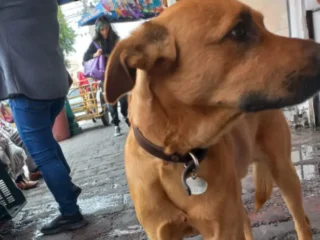 Perrito-Perdido-Mestizo-Black-Mouth-Cur-Cafe-Tlalnepantla-EDOMEX