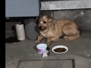 Perrito-Perdido-Mestizo-Border-Terrier-Cafe-Legaria-Miguel-Hidalgo-CDMX-01