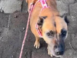 Perrito-Perdido-Mestizo-Cafe-Nezahualcoyotl-EDOMEX-21