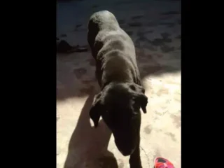 Perrito-Perdido-Mestizo-Labrador-Retriever-Negro-La-Palma-Ecatepec-EDOMEX-01