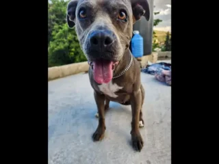 Perrito-Perdido-Mestizo-Presa-Canario-Cafe-Cuautitlan-Izcalli-EDOMEX-01