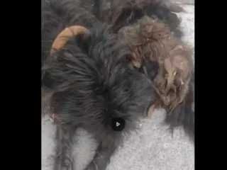 Perrito-Perdido-Mestizo-labrel-Escoces-_-Izcalli-Cofradias-EDOMEX-01-1