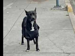 Perrito-Perdido-Negro-Mestizo-Tlalpan-Calzada-de-Tlalpan-CDMX-01