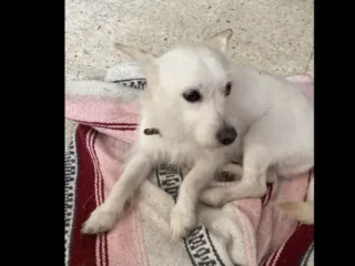 Perrito-Perdido-_-Mestizo-West-Highland-white-_-Blanco-_-Valle-Ceylan-Tlalnepantla-EDOMEX-01