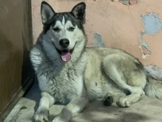 Perrito-Perdido-–-En-Resguardo-Husky-Miguel-Hidalgo-CDMX-01