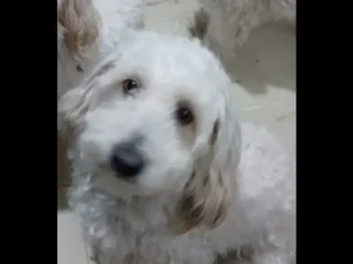 Perrito-_-Perdido-Blanco-_-Mestizo-Caniche-_-Coacalco-EDOMEX