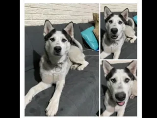 Perrito-_-Perdido-_-Husky-_-Villa-de-las-Flores-Coacalco-_-EDOMEX