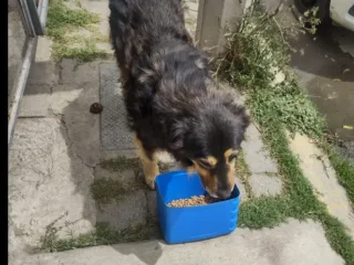 Solicito-Ayuda-_-Dar-de-comer-a-perritos-_-Chalco-EDOMEX-01