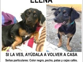 ELENITASEBUSCA