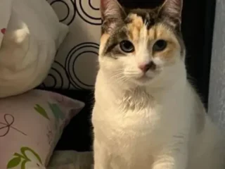 Gatita-Perdida-Cuautitlan-Izcalli-Bosques-del-Lago-EDOMEX-01