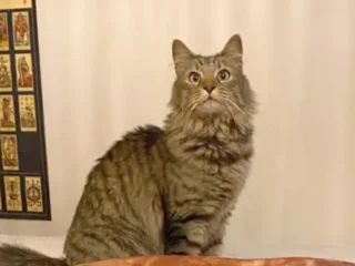 Gatito-Perdido-Col-Roma-Norte-Cuahutemoc-CDMX-01