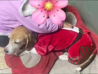 Perrita-Perdida-Beagle-Reyes-ixtacala-Tlalnepantla-EDOMEX-01