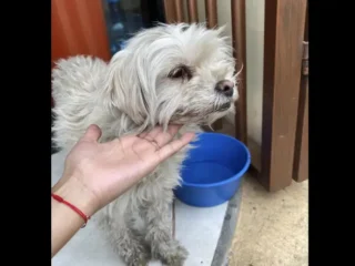 Perrita-Perdida-Blanca-Bichon-Maltes-Tlalnepantla-EDOMEX-02
