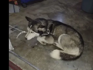 Perrita-Perdida-Husky-San-Cristobal-El-Calvario-Ecatepec-EDOMEX-02