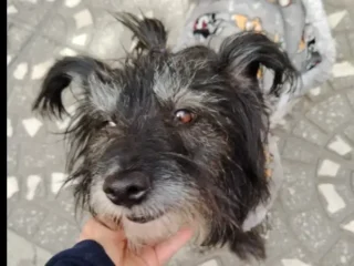 Perrita-Perdida-Mestiza-Cain-Terrier-Schnauzer-Teckel-Atizapan-EDOMEX-01