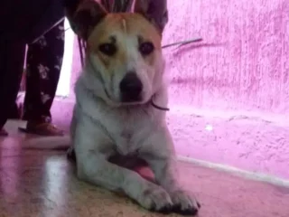 Perrita-Perdida-Mestiza-Corgi-Gales-Nezahualcoyotl-EDOMEX-01
