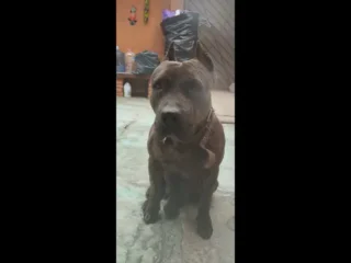 Perrita-Perdida-Pitbull-Aigrado-Cafe-y-Negro-Los-Reyes-tultitlan-EDOMEX-02