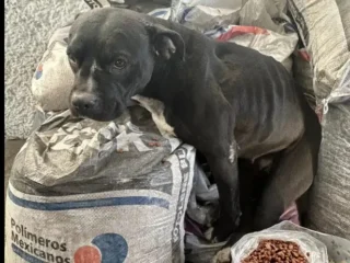 Perrita-Perdida-Pitbull-Megra-Necesita-ayuda-Iztapalapa-Metroa-Acatitla-EDOMEX-02