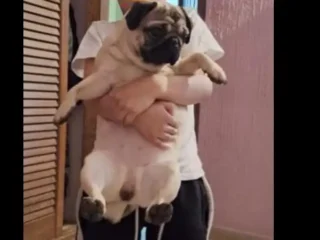 Perrita-Perdida-Pug-Ecatepec-EDOMEX-01