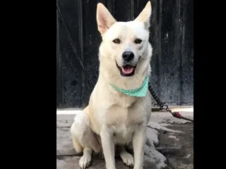 Perrita-Perdida-Raza-Jindo-Yindo-o-Chindo-Chinconcuac-EDOMEX-01