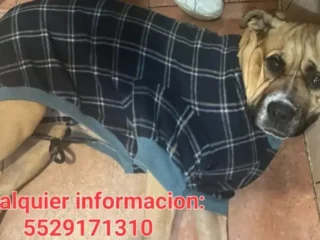Perrita-Pitbull-Mestizo-Cafe-Tlaltelolco-CDMX-01