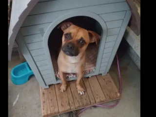 Perrito-Perdido-Adopcion-en-Acogida-Mestizo-Raza-Pequena-Nezahualcoyotl-EDOMEX-01