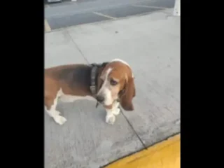 Perrito-Perdido-Basset-hound-Bosques-del-Valle-Coacalco-EDOMEX-01