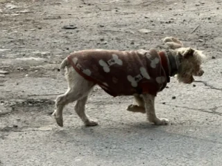 Perrito-Perdido-Blanco-Mestizo-Caniche-Cain-terrier-Poodle-Valle-dorado-EDOMEX-01