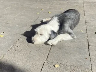 Perrito-Perdido-Bobtail-Blanco-y-Gris-Venustiano-Carranza-CDMX-01