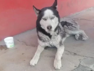Perrito-Perdido-En-situacion-de-calle-Hasky-Blanco-y-Negro-Nezahualcoyotl-EDOMEX-01