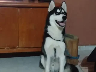 Perrito-Perdido-Husky-Tlalnepantla-EDOMEX-01